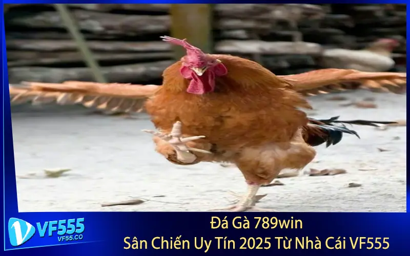 Đá Gà 789win - Sân Chiến Uy Tín 2025 Từ Nhà Cái VF555