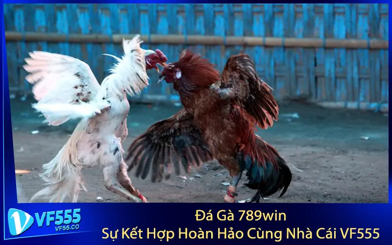 Đá Gà 789win - Sự Kết Hợp Hoàn Hảo Cùng Nhà Cái VF555