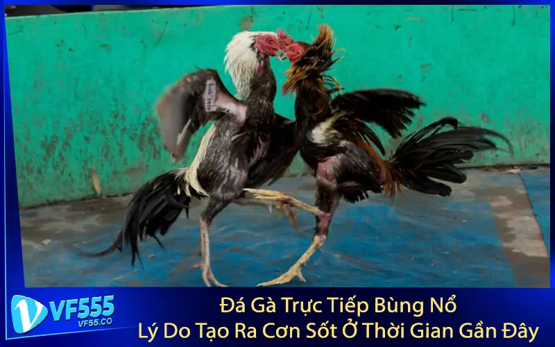 Đá Gà Trực Tiếp Bùng Nổ – Lý Do Tạo Ra Cơn Sốt Ở Thời Gian Gần Đây