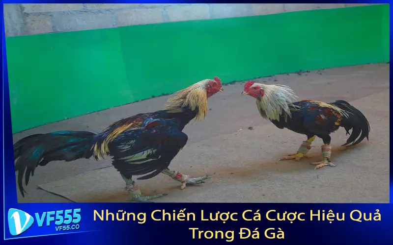 Những Chiến Lược Cá Cược Hiệu Quả Trong Đá Gà
