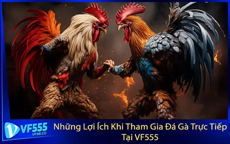 Những Lợi Ích Khi Tham Gia Đá Gà Trực Tiếp Tại VF555