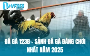 Đá gà 123b - Sảnh đá gà đáng chơi nhất năm 2025