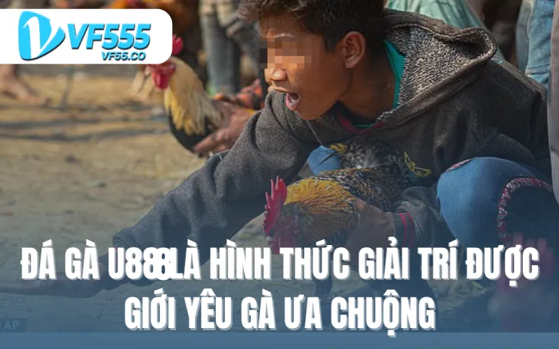 Đá gà U88 là hình thức giải trí được giới yêu gà ưa chuộng