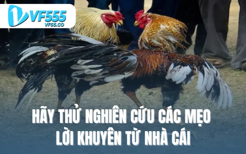 Hãy thử nghiên cứu các mẹo, lời khuyên từ nhà cái