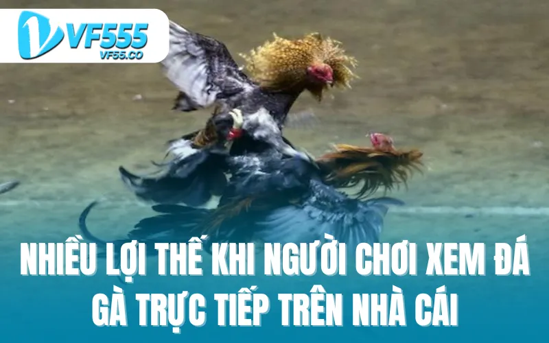 Lợi thế khi người chơi xem đá gà trực tiếp trên nhà cái