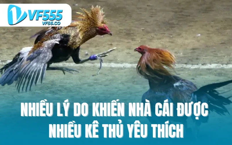 Nhiều lý do khiến nhà cái được nhiều kê thủ yêu thích