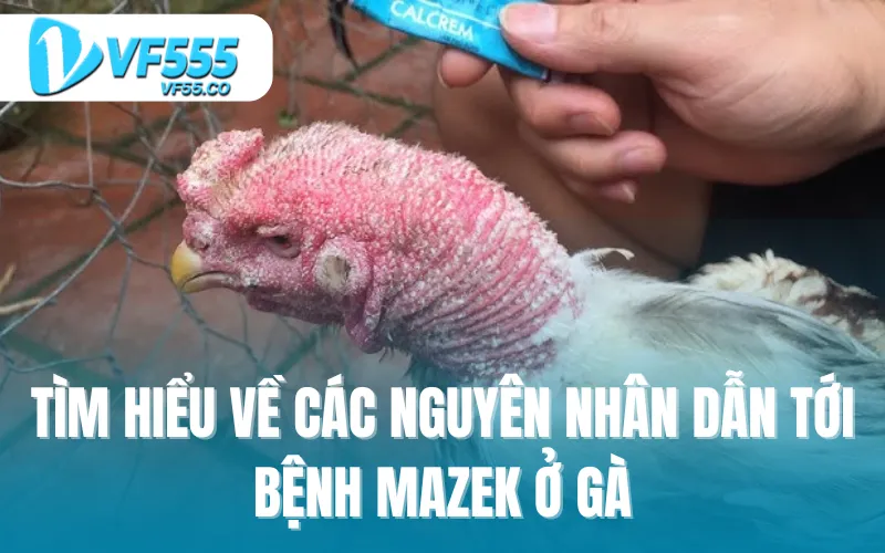 Tìm hiểu về các nguyên nhân dẫn tới bệnh Mazek ở gà