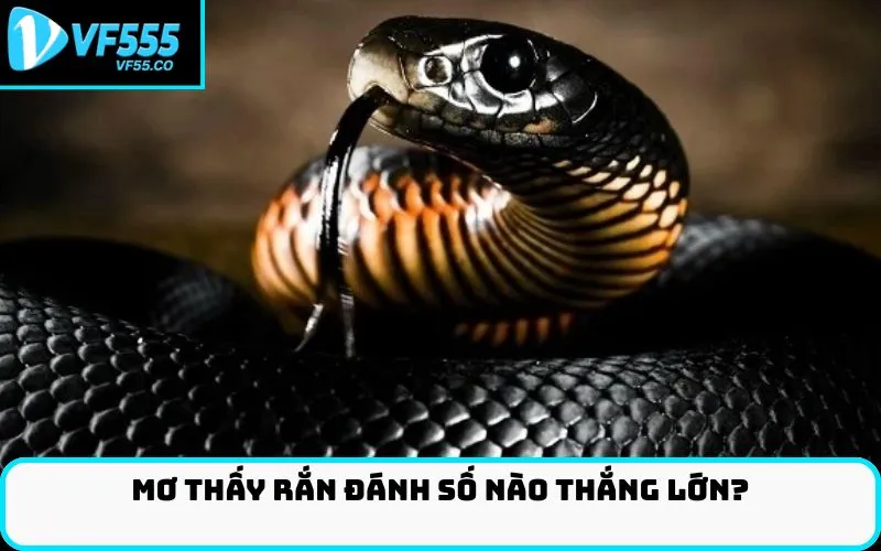 Mơ thấy rắn đánh số nào thắng lớn?